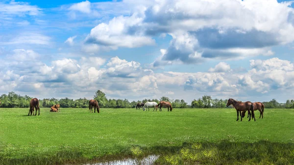 Zielone pastwiska stadniny koni. kraju wiosnę krajobraz. — Zdjęcie stockowe