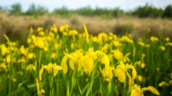 Iris amarillo en la naturaleza, flor del pantano. Georgia . —  Fotos de Stock