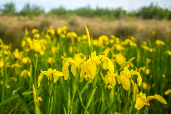 Iris amarillo en la naturaleza, flor del pantano. Georgia . —  Fotos de Stock
