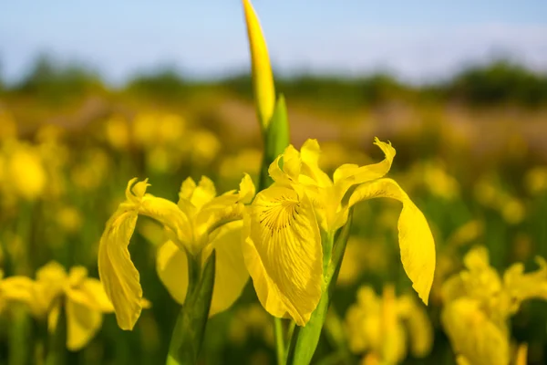 Iris amarillo en la naturaleza, flor del pantano. Georgia . —  Fotos de Stock