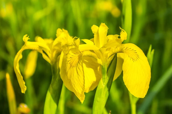 Doğada, bataklık çiçek sarı Iris. Gürcistan. — Stok fotoğraf