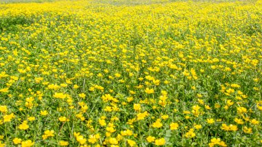 İlkbaharda açan çiçek, düğün çiçeği, kiraz çiçeği, ranunculus