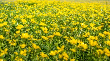 İlkbaharda açan çiçek, düğün çiçeği, kiraz çiçeği, ranunculus