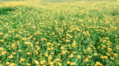 İlkbaharda açan çiçek, düğün çiçeği, kiraz çiçeği, ranunculus
