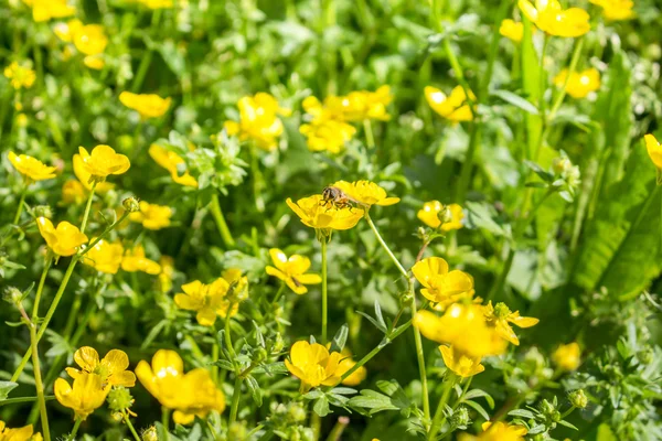 Blooming flower in spring, bee, buttercup, crowfoot, ranunculus — Stock Photo, Image