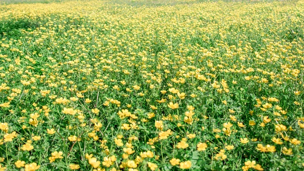 İlkbaharda açan çiçek, düğün çiçeği, kiraz çiçeği, ranunculus