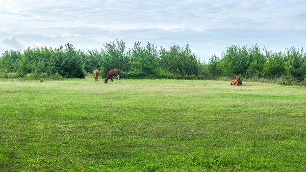 Vacas pastando en pastos frescos. Geogria . — Foto de Stock