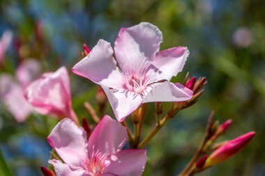 Nerium oleander, bahar, güneşli bir gün.