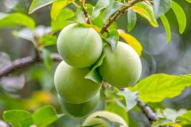 muhteşem yeşil erik yaprakları arasında küçük bir dal asılı bir