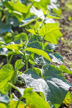 Bahçe tesisinde genç salatalık