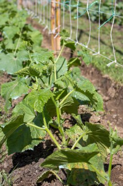 Bahçe tesisinde genç salatalık