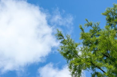 ağaç dalları ile mavi bulutlu gökyüzü