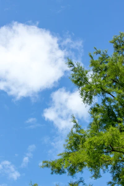 Blauwe bewolkte hemel met takken — Stockfoto