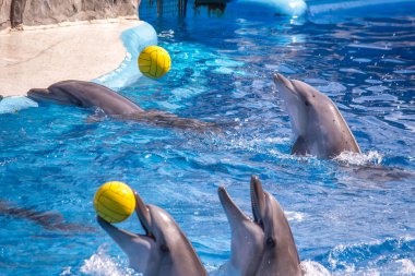 dolphinarium, Batum, coğrafi bir konuşma sırasında bir sevimli yunuslar