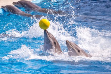 dolphinarium, Batum, coğrafi bir konuşma sırasında bir sevimli yunuslar