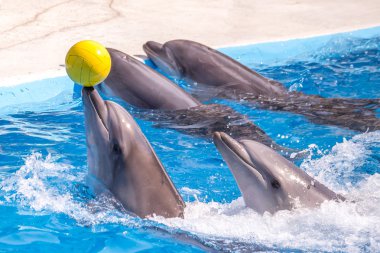 dolphinarium, Batum, coğrafi bir konuşma sırasında bir sevimli yunuslar