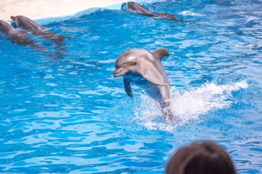 dolphinarium, Batum, coğrafi bir konuşma sırasında bir sevimli yunuslar