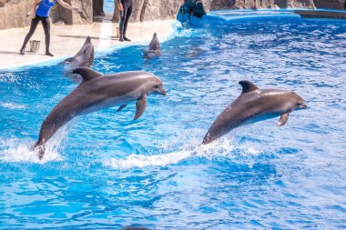 dolphinarium, Batum, coğrafi bir konuşma sırasında bir sevimli yunuslar