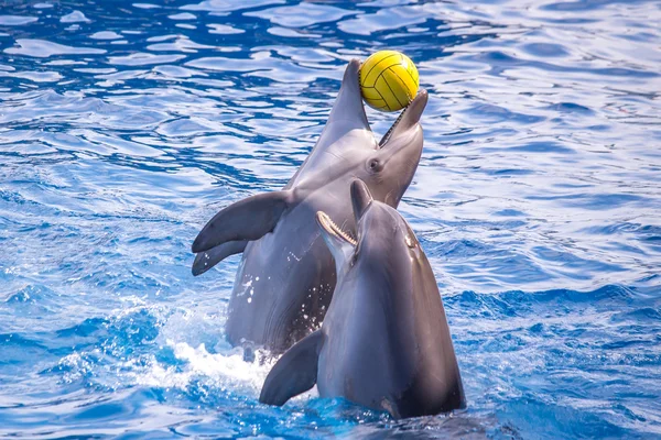 dolphinarium, Batum, coğrafi bir konuşma sırasında bir sevimli yunuslar