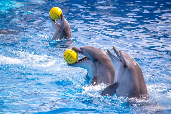 Een schattig dolfijnen tijdens een toespraak bij het Dolfinarium, Batoemi, Geo — Stockfoto