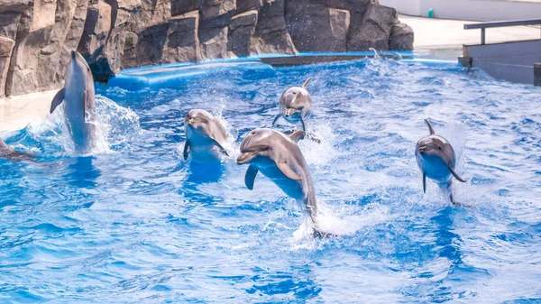 A cute dolphins during a speech at the dolphinarium, Batumi, Geo — Stock Photo, Image