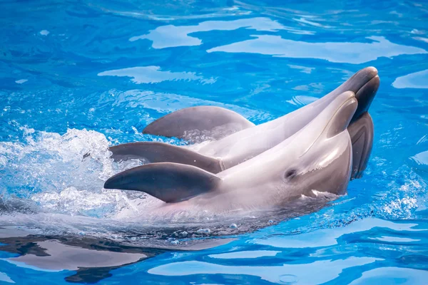 a cute dolphins during a speech at the dolphinarium, Batumi, Geo