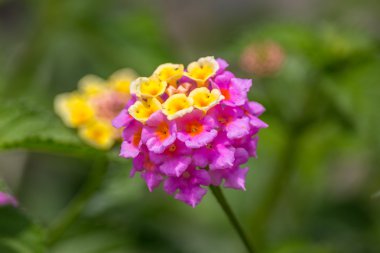 Yaz çiçek serisi, güzel Lantana camara