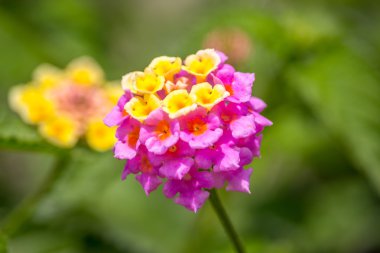 Yaz çiçek serisi, güzel Lantana camara