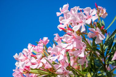 Nerium oleander. Bahar, güneşli bir gün