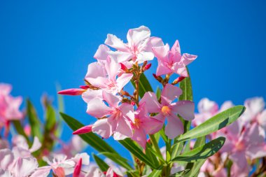 Nerium oleander. Bahar, güneşli bir gün