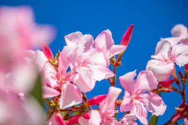 Nerium oleander. Bahar, güneşli bir gün