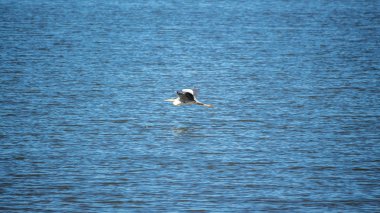 Su üzerinde düşük uçuş vinç