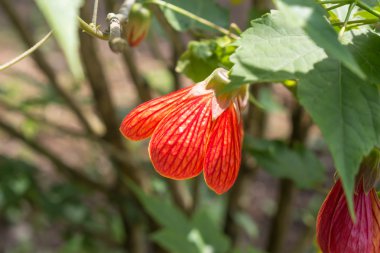 Abutilon striatum, Güney ve Orta Amerika