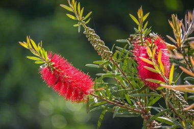callistemon viminalis kırmızı çiçek bottlebrush ağlayan