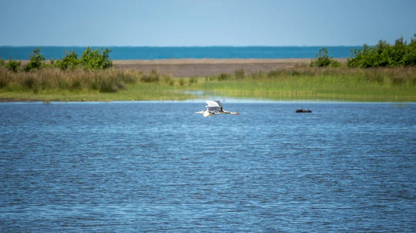 Gru in volo basso sull'acqua — Foto Stock