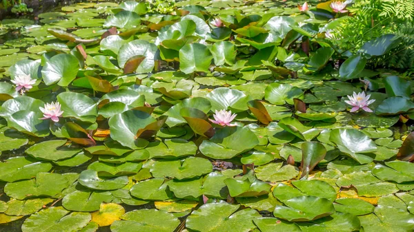 Lirios de agua rosada en un estanque en el jardín botánico — Foto de Stock