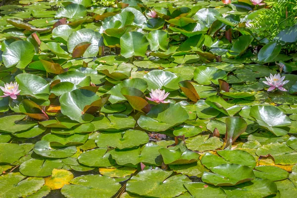 Lirios de agua rosada en un estanque en el jardín botánico — Foto de Stock