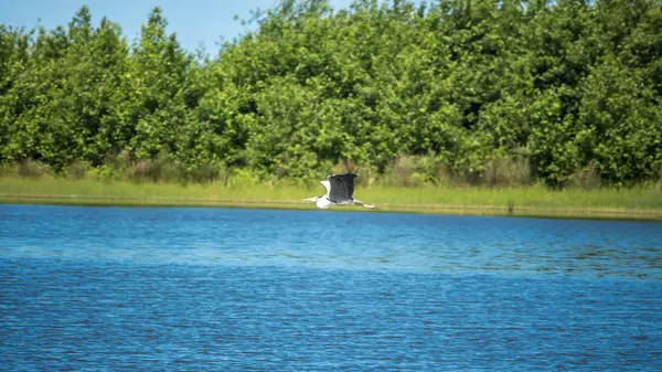 Kran i låg flygning över vatten — Stockfoto