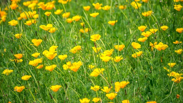 Stunning buttercup yellow flowers of Eschscholzia californica (C — Stock Photo, Image