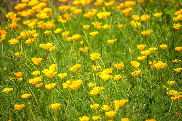 Stunning buttercup yellow flowers of Eschscholzia californica (C — Stock Photo, Image