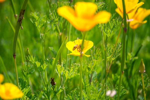 Eschscholzia californica (C çarpıcı buttercup sarı çiçek — Stok fotoğraf