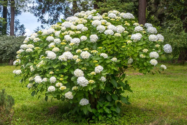 Vit hortensia blommar i en park — Stockfoto