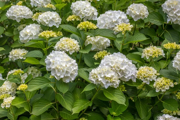 Bílé hortenzie kvete v parku — Stock fotografie