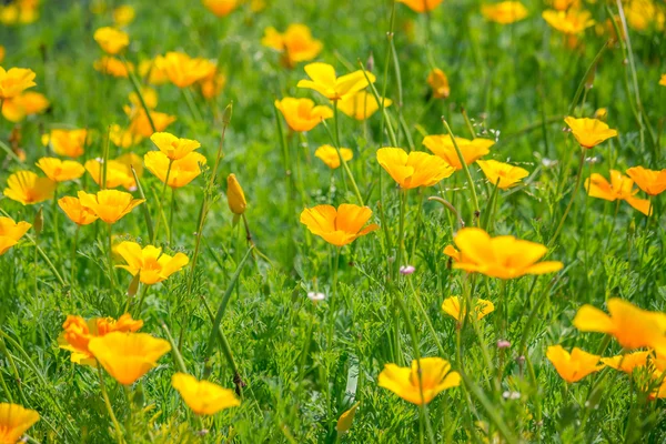 Stunning buttercup yellow flowers of Eschscholzia californica (C Stock Photo