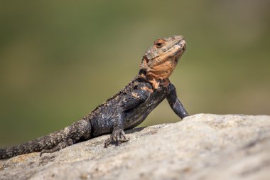 kahverengi kertenkele, Georgia Rock'da portresi