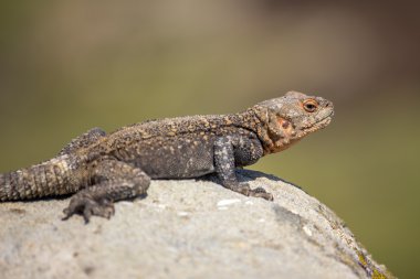 kahverengi kertenkele, Georgia Rock'da portresi
