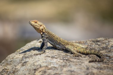 kahverengi kertenkele, Georgia Rock'da portresi