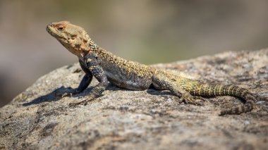 kahverengi kertenkele, Georgia Rock'da portresi