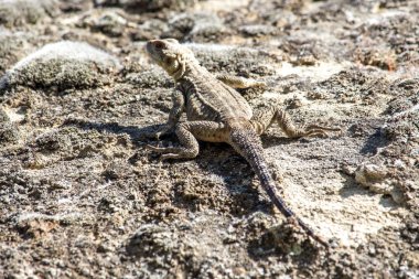 kahverengi kertenkele, Georgia Rock'da portresi