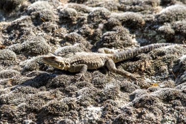 kahverengi kertenkele, Georgia Rock'da portresi